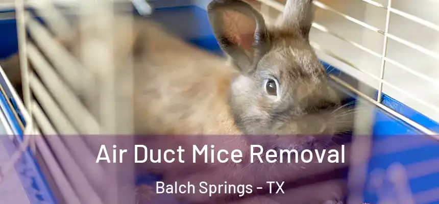  Air Duct Mice Removal Balch Springs - TX