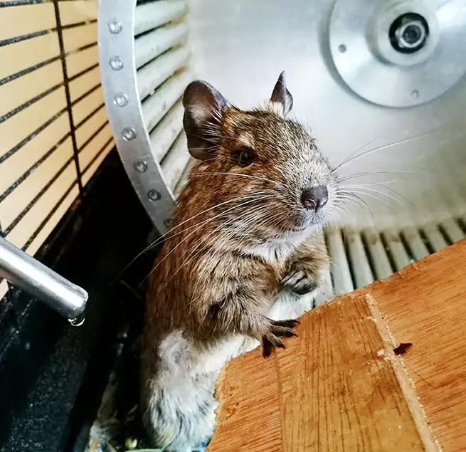 Why Homeowners & Businesses Trust Us Balch Springs, TX